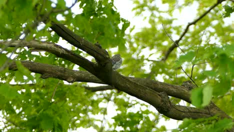 eastern mountain bluebird sitting on a thick tree branch