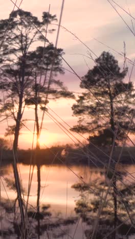 sunset over a marsh with trees