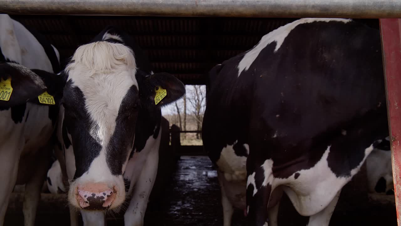 낙농장에서 소에게 건초를 먹이다