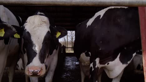 alimentando vacas con heno en una granja lechera