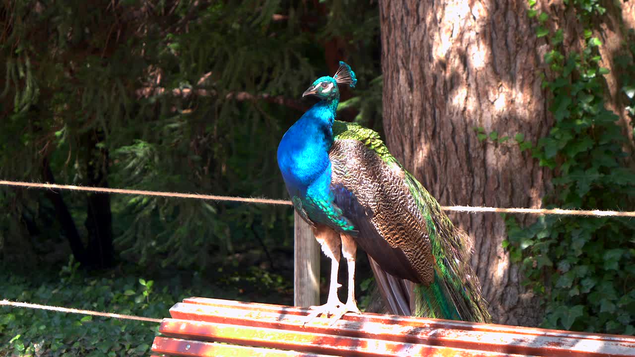새끼 들 과 함께 공원 에서  ⁇ 무새 들
