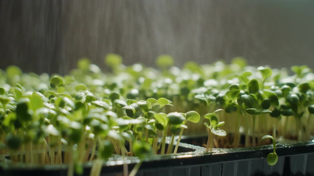 Innaffiare microgreens freschi e verdi in un vassoio per semina.