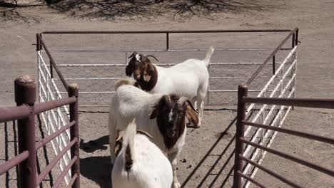 Boerbok-Ziege-Geht-Die-Rampe-Hinunter,-Um-Sich-Zwei-Anderen-In-Einem-Kleinen-Auktionsgehege-Anzuschließen