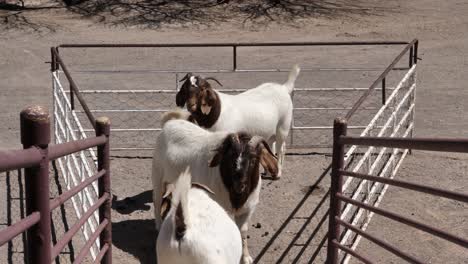 boerbok goat walks down ramp to join two others in small auction pen