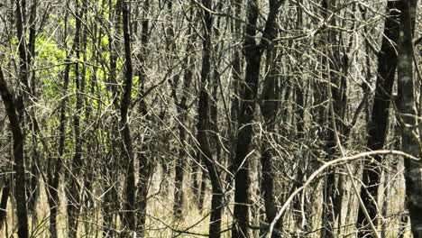 Sunlight-filtering-through-bare-trees-at-Bell-Slough,-Arkansas,-clear-day