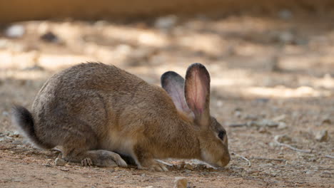 Europäisches-Kaninchen-Oder-Kaninchen-Suchen-An-Heißen-Sommertagen-Auf-Verlassenem-Boden-Nach-Futter---Klimawandel,-Globale-Erwärmung