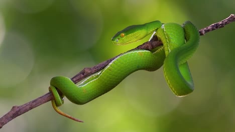 The-White-lipped-Pit-Viper-is-a-venomous-pit-viper-endemic-to-Southeast-Asia-and-is-often-found-during-the-night-waiting-on-a-branch-or-limb-of-a-tree-near-a-body-of-water-with-plenty-of-food-items