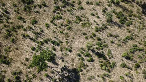 Aerial-View-the-Savannah,-Kalahari-Namib-Desert-Botswana,-Africa