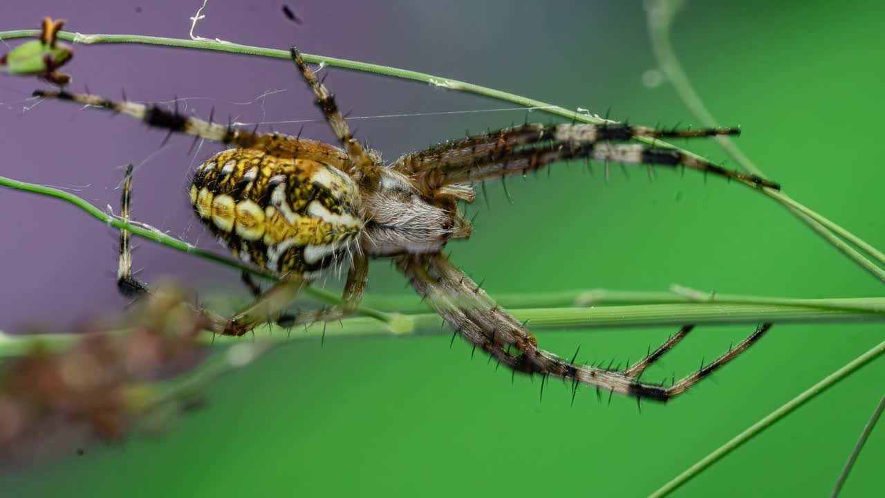 Oak Spider (Aculepeira ceropegia) In Shallow Depth Of Field. Zoom In Shot