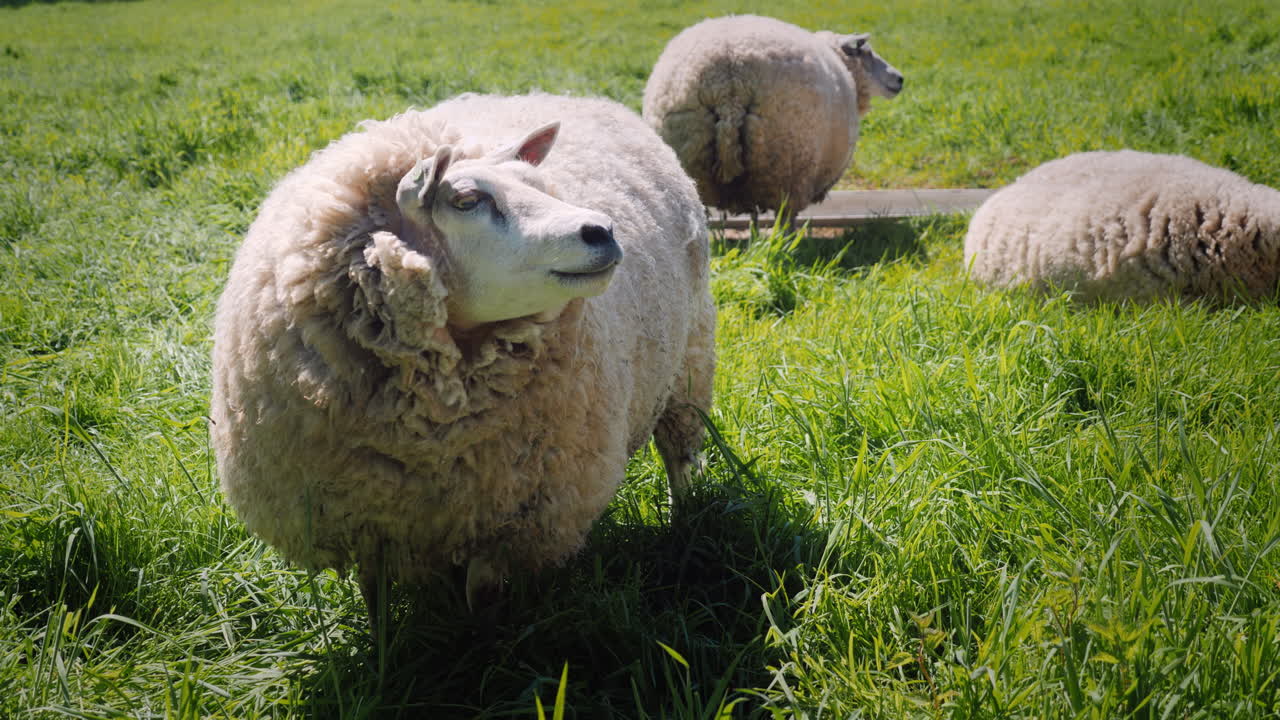 ovejas pastando en un prado verde