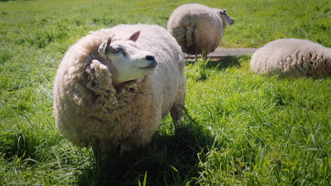 Sheep-Grazing-in-A-Green-Meadow