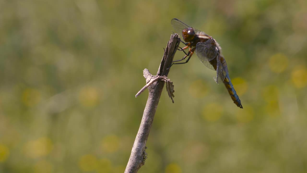 toma macro de una hermosa libélula azul y amarilla, puedes ver su respiración, su abdomen es azul, filmada en cámara lenta
