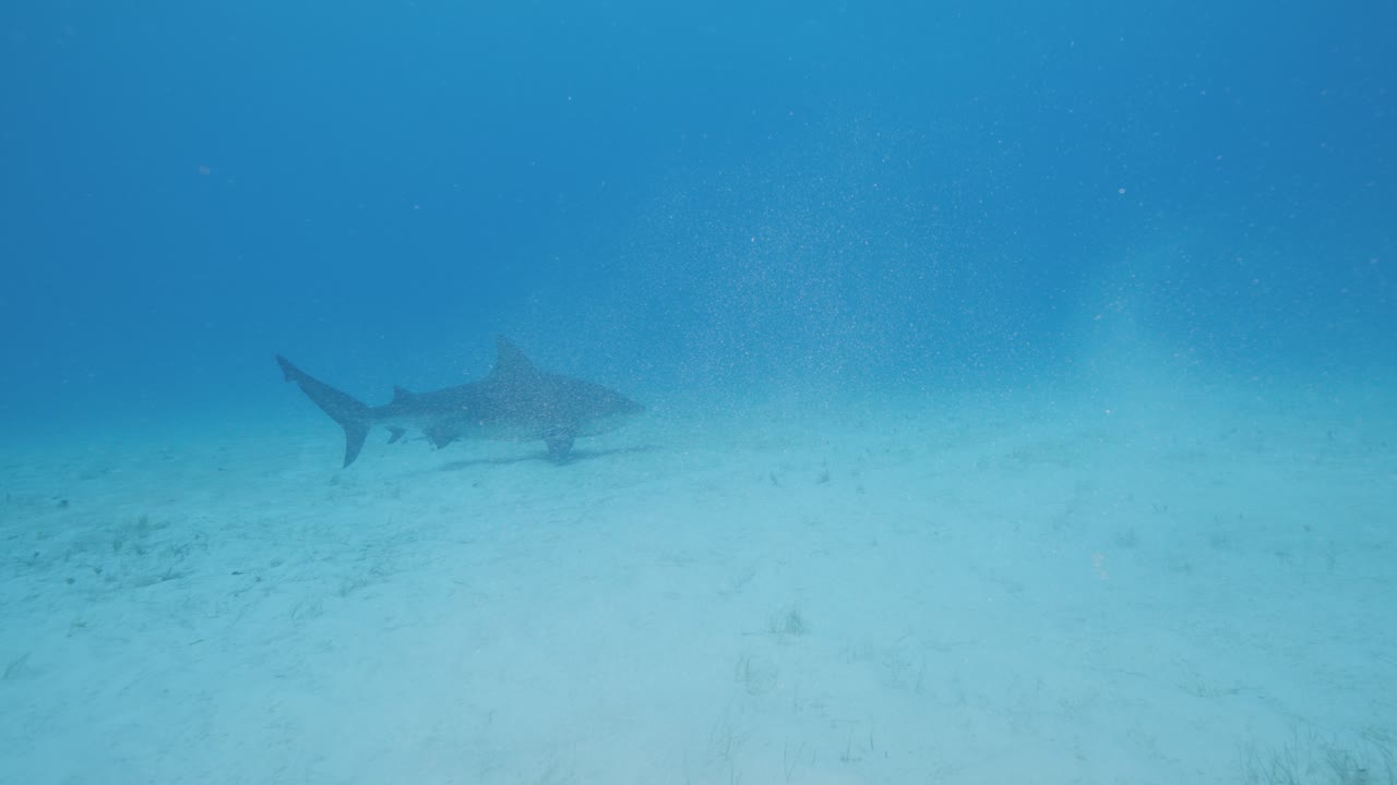 Distant underwater view of a bull shark cruising over sandy ocean floor in clear tropical blue water