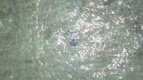 antena de dron que muestra dos rayas nadando juntas