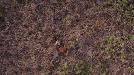 Lobo-De-Crin-Visto-Desde-Un-Dron-Mientras-Come-Fruta-De-Lobo-Lobeira