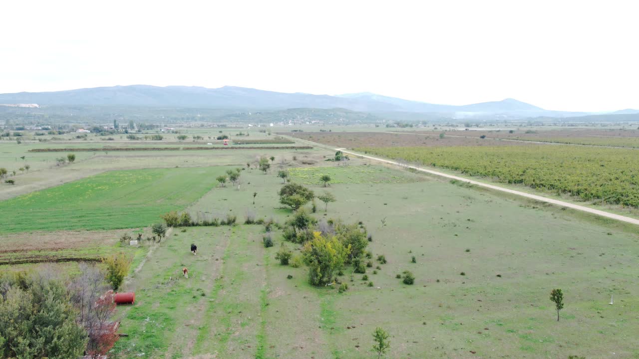 una vista maravillosa desde el dron, de las vacas y el viñedo en el pueblo
