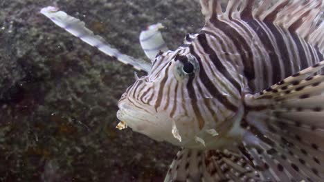 Lionfish-at-Junkyard-5