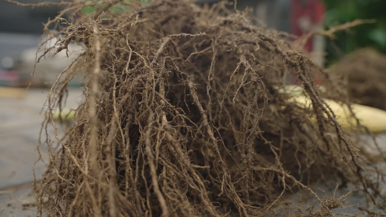 건강 한 옥수수 뿌리 의 근접 촬영