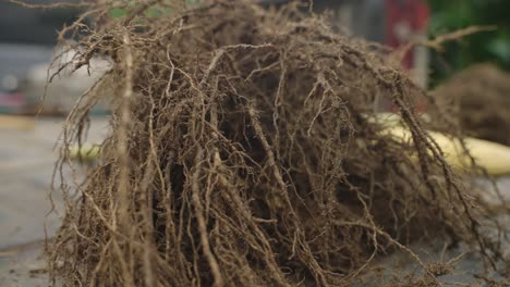 closeup shot of roots of a healthy corn stock