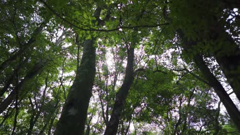 low angle shot of lush forrest with a lot of trees