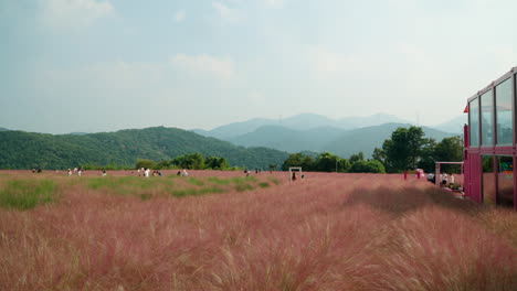 Korean-People-Travel-at-Herb-Island-Walking-Through-Pink-Muhly-Grassland-in-Mountain-Landscape---slow-motion-pan