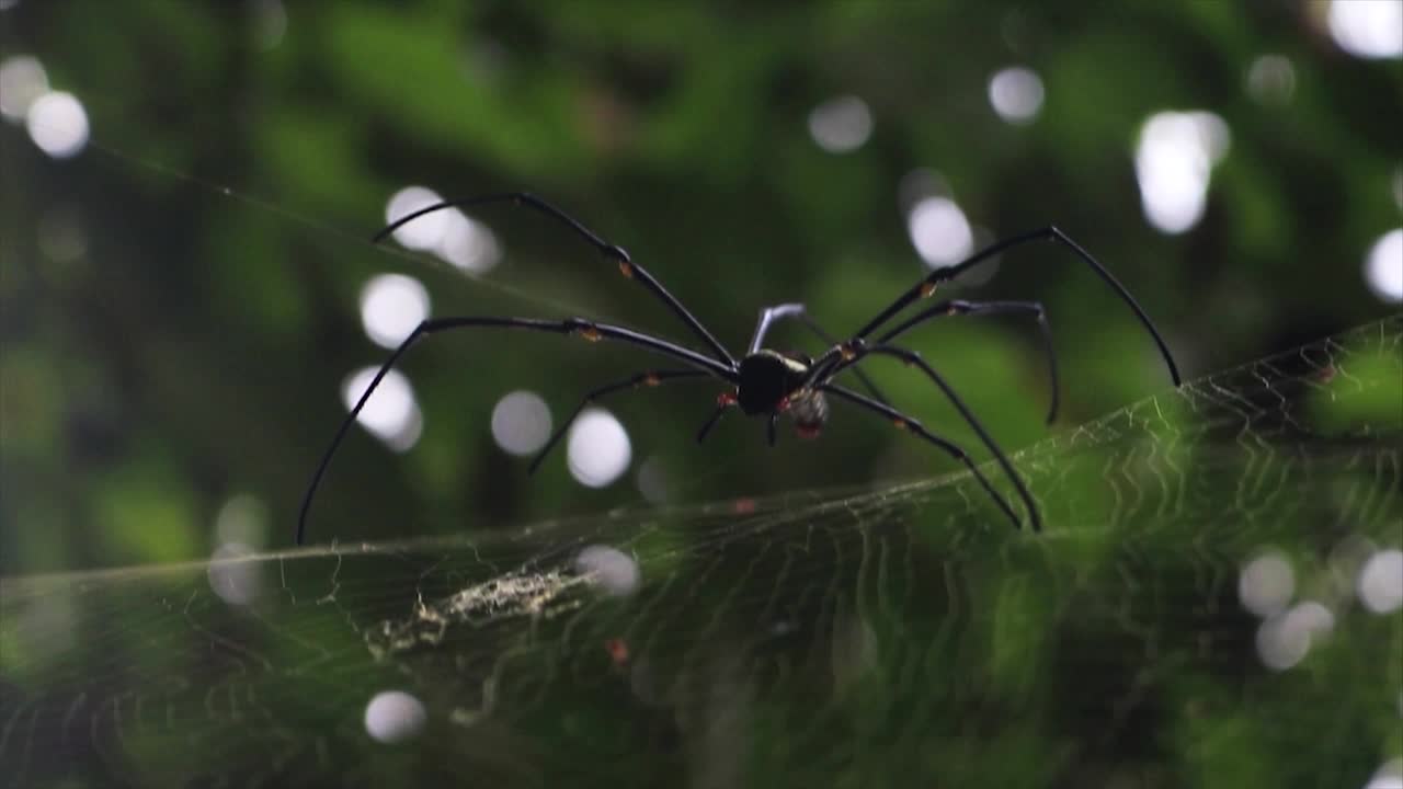 araña negra enorme peligrosa colgando en la web con antecedentes forestales