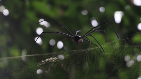 dangerous huge black spider hanging on web with forestry background