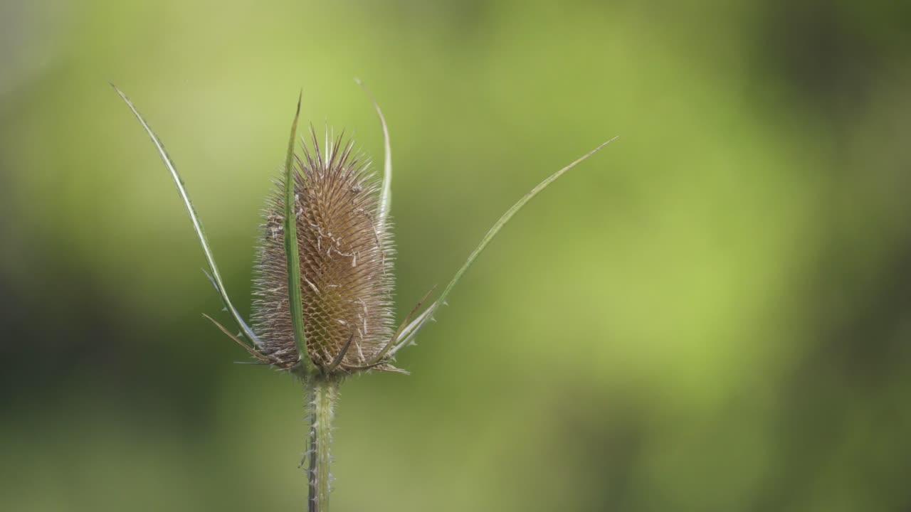 un primerísimo plano de un cardo salvaje contra un fondo verde limpio