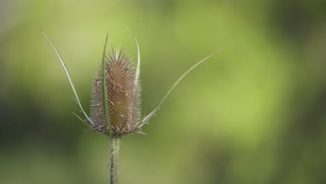 extreme closeup of a wild teasel against a clean green background