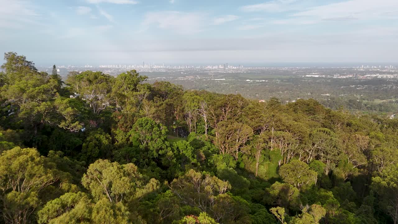 Drone glides above lush forest canopy, revealing distant Gold Coast skyline under soft daylight