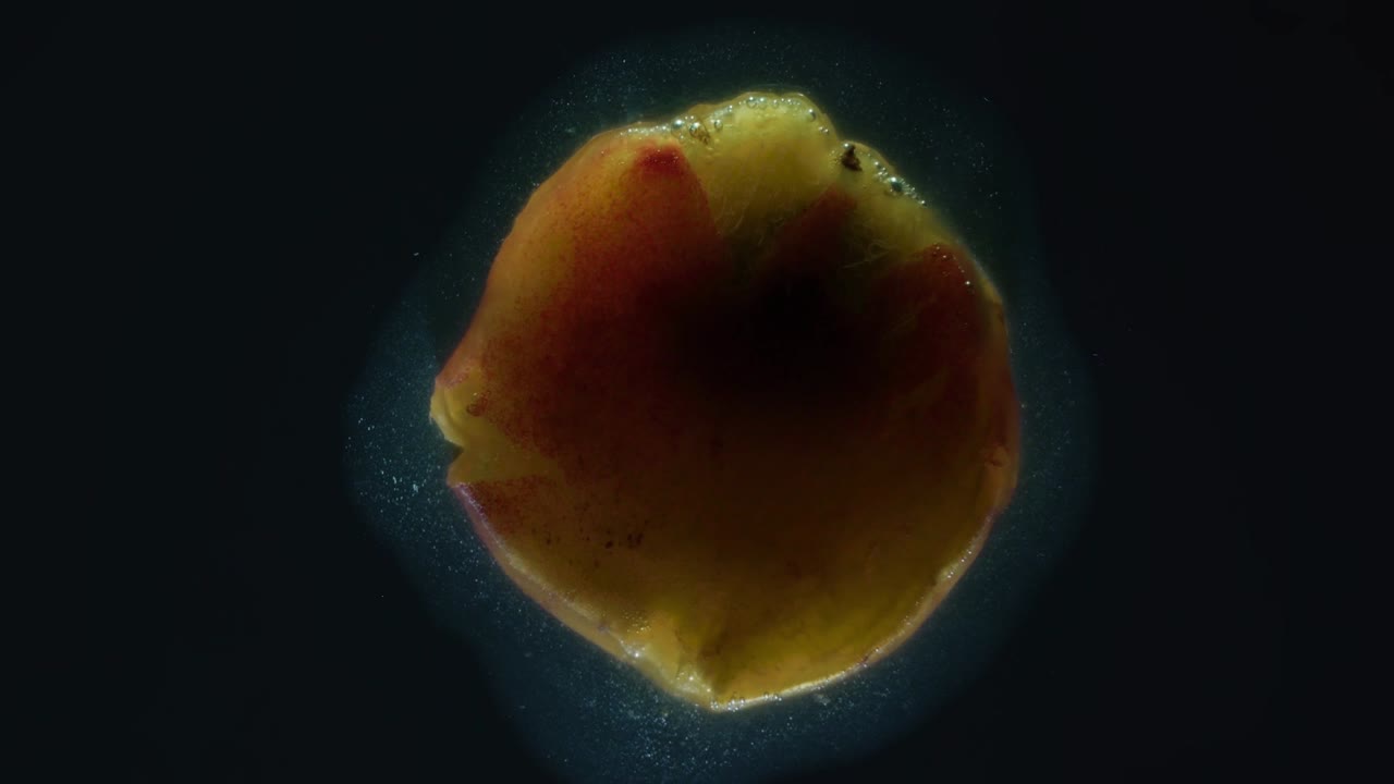 4K. Spremere la polpa di albicocca succosa. Albicocche mature vengono compresse e schiacciate in primo piano su uno sfondo nero, creando un flusso succoso di polpa e buccia.