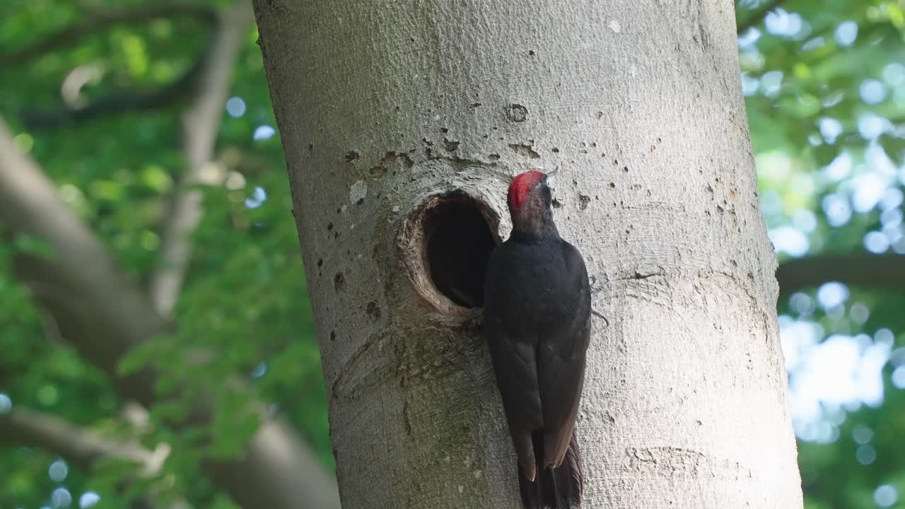 pájaro carpintero negro fuera del nido antes de volar