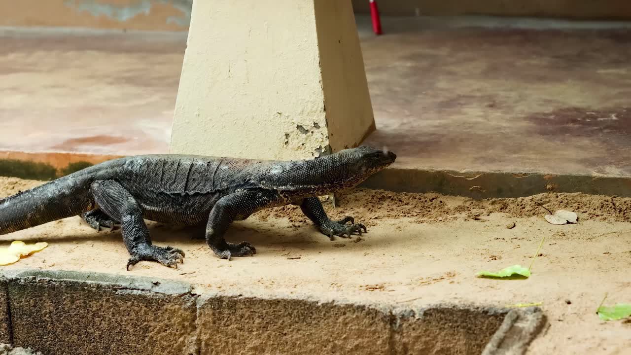 A monitor lizard moves cautiously along a sandy concrete edge beside a pillar.