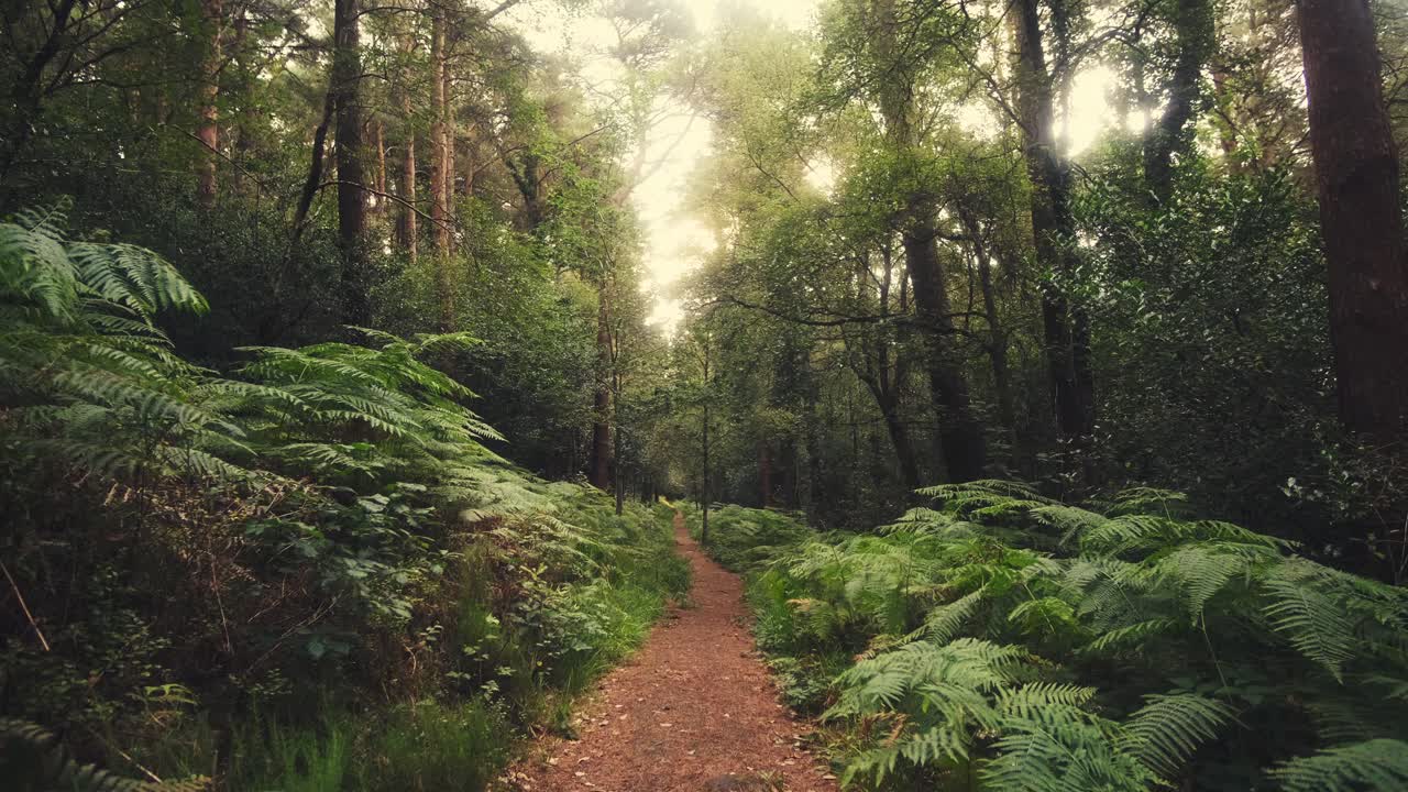 Veduta paesaggistica di un sentiero in una foresta lussureggiante e incantata con la luce del sole che filtra tra alberi e felci, Irlanda