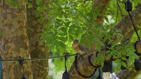 eastern bluebird female sitting on a string of unlit decorative lights