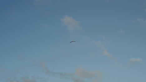 seagull flying through the sky with few clouds