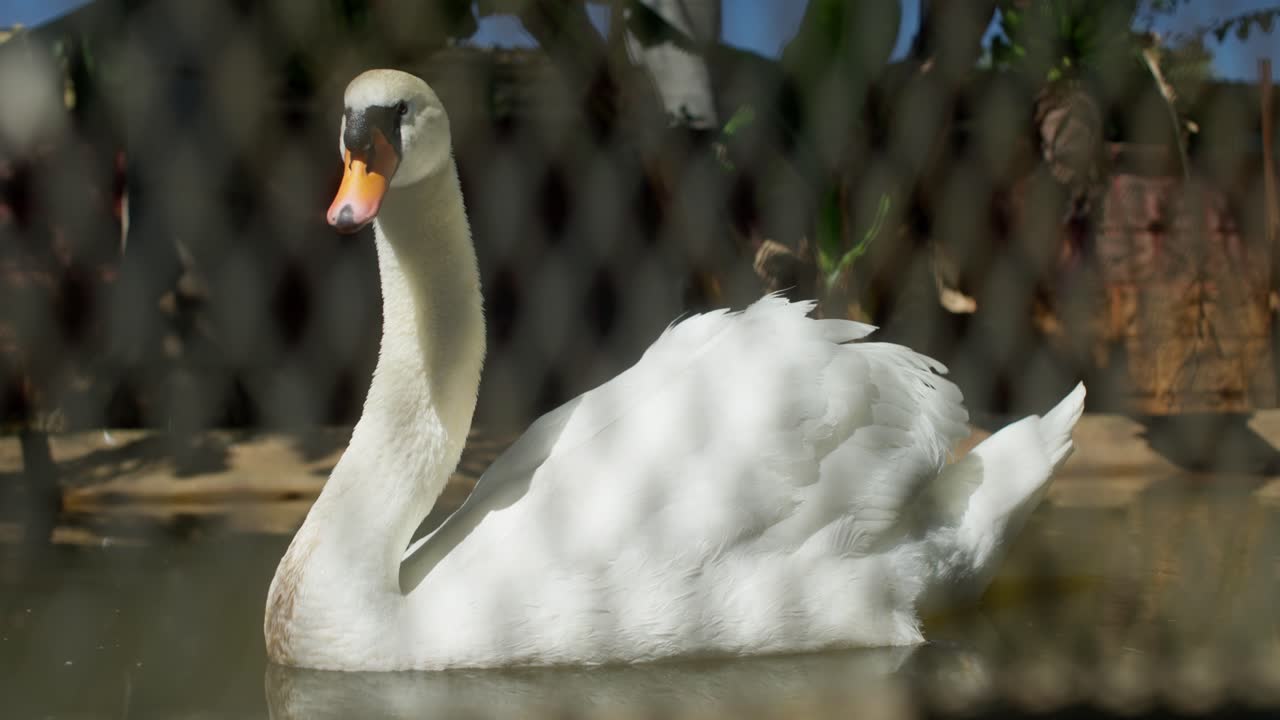 Cisne-branco-mudo sentado pacificamente em águas calmas de lagoa.