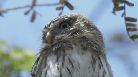 Owl-sitting-on-a-branch,-in-the-pacific-coast-of-peru,-near-mancora