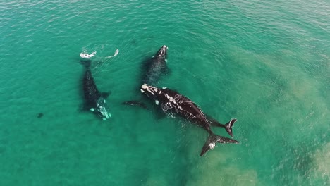 Group-of-southern-right-whales-swimming-in-shalow-clear-waters-at-the-sea-of-patagonia-drone-shot-birdeye-slowmotion