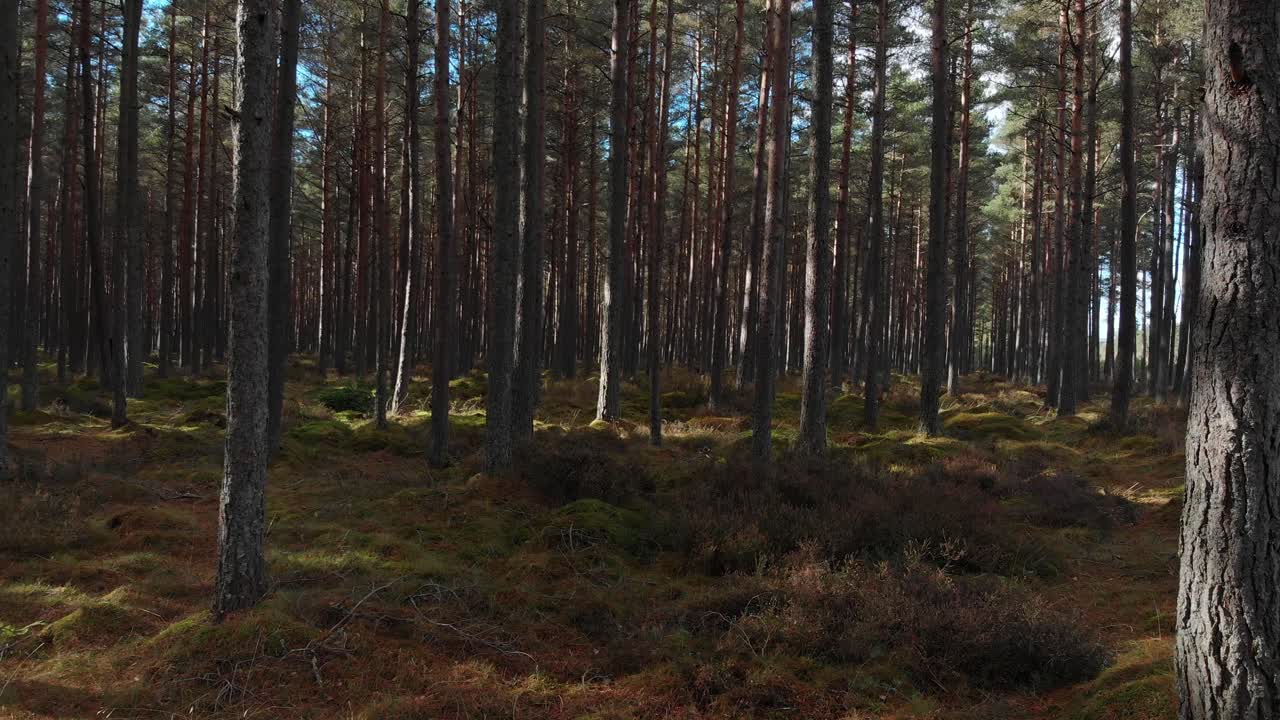 Dolly-åkning av sol som skiner på den mossbeklädda marken i tallskogen.