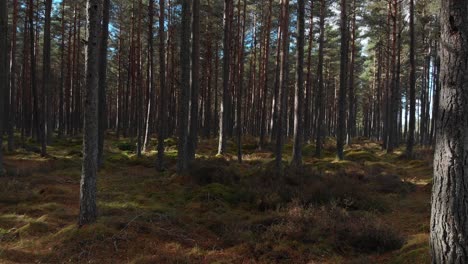 Dolly-shot-of-sun-shining-on-the-moss-covered-ground-in-the-pine-forest