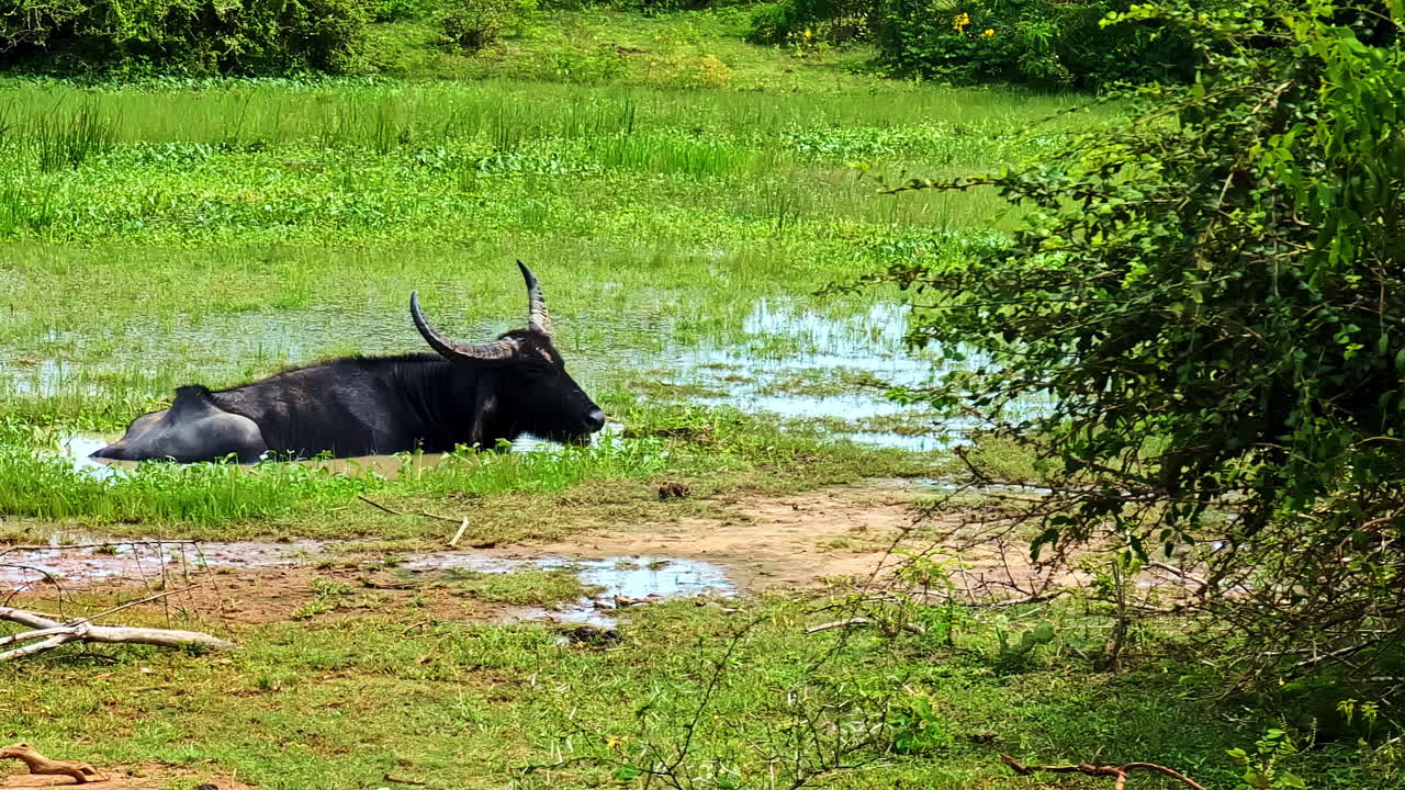 Water buffalo rests in shallow wetland area in Yala National Park, Sri Lanka