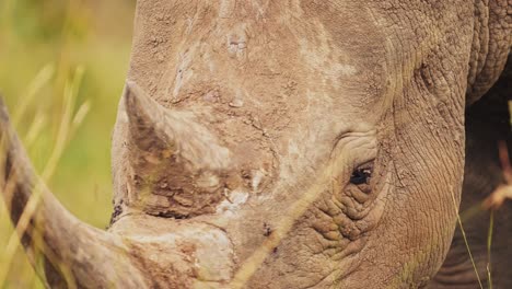 Rhino-closeup-detail-of-horn-and-eye-while-grazing-tall-grasslands-in-Masai-Mara-North-Conservancy,-African-Wildlife-in-Maasai-Mara-National-Reserve,-Kenya