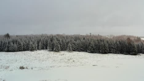 frozen fir tree forest edge on a snowy winter day. aerial drone view flying sideways evergreen forest. white snow trees. winter wonderland.