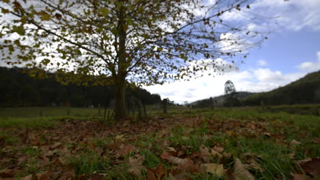 Lapso-De-Tiempo-De-La-Tarde-De-Otoño-Con-Hojas-Cayendo-De-Un-árbol-En-Medio-De-Un-Campo