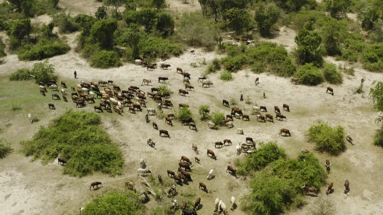 los pastores de ganado trabajan las vacas en una granja africana en uganda