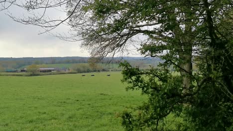 Birds-eye-view-video-of-the-field-looking-down-at-all-of-the-cows-in-the-field