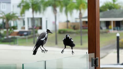 two magpies communicate and interact playfully