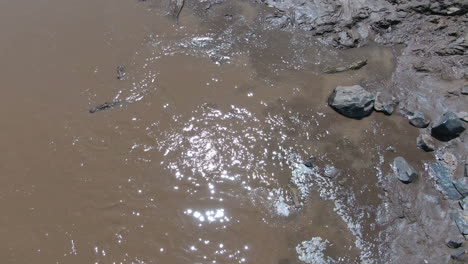 Drone-shot-of-crocodiles-in-the-river-in-Serengeti