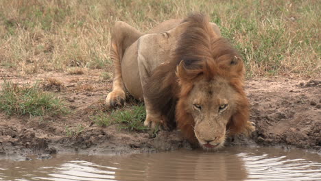 medium shot as a male lion stops to drink from a shallow puddle in the african wilderness